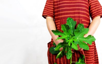 Gemmotherapie: Feigenbaum – bei Stress, Angst & Verdauungsproblemen