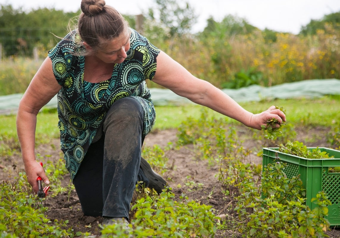 Bio-Kraeutertee-Ernte2-Pommerland-min