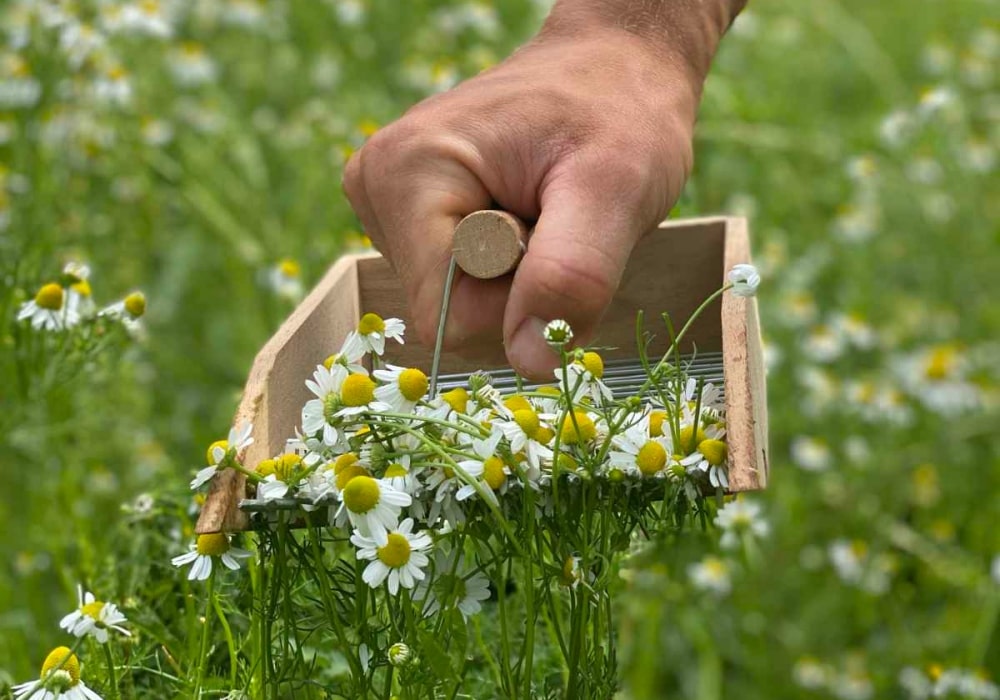 Kamille-bio-ernte-demeter-kasimier-und-lieselotte-min