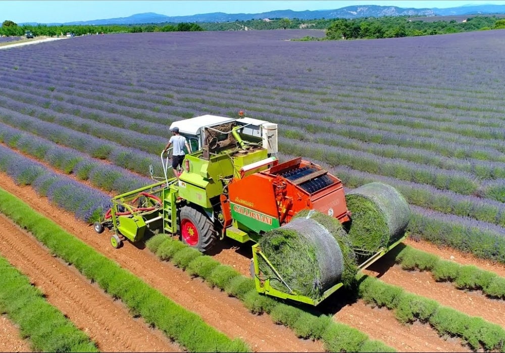 lavendelernte-quelle-max-resdefault-min