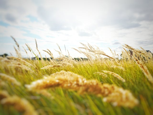 pexels-raine-nectar-rubys-gedanken