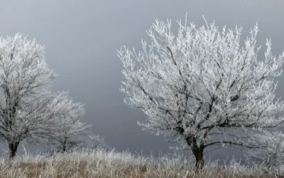 Warum ich im Winter keine Kräuter sammele und was du stattdessen machen kannst
