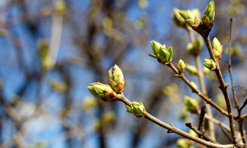 Knospen-brechen-auf-Ostara-min