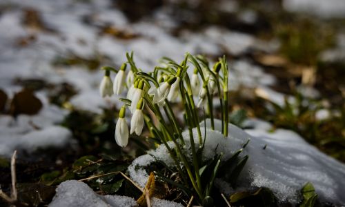 Schneeglöckchen-durchstoßen-den-Schnee-Imbolc-min