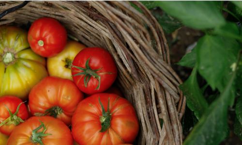 Tomatenernte-Lughnasad-min