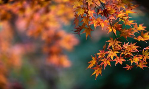 bunte-verfärbte-Blätter-Mabon-min