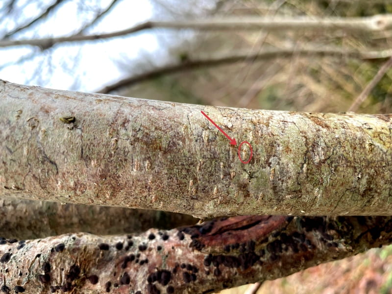 Haselstrauch-Lentizellen-800