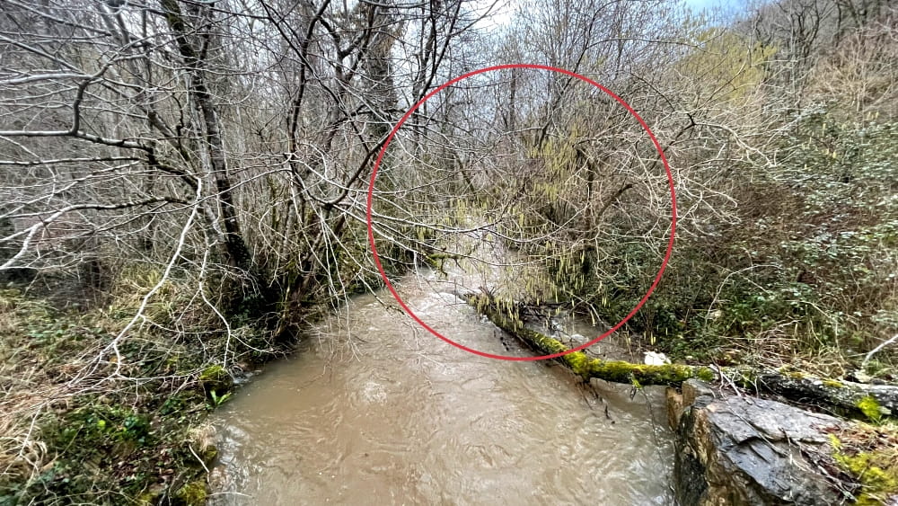 Haselstrauch-Standort-am-Wasser-1000