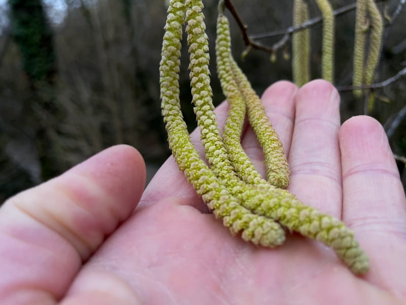 Haselstrauch-maennliche-Kaetzchen-800-2