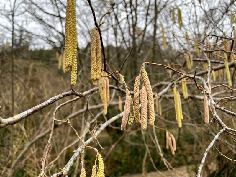Haselstrauch-maennliche-Kaetzchen-800