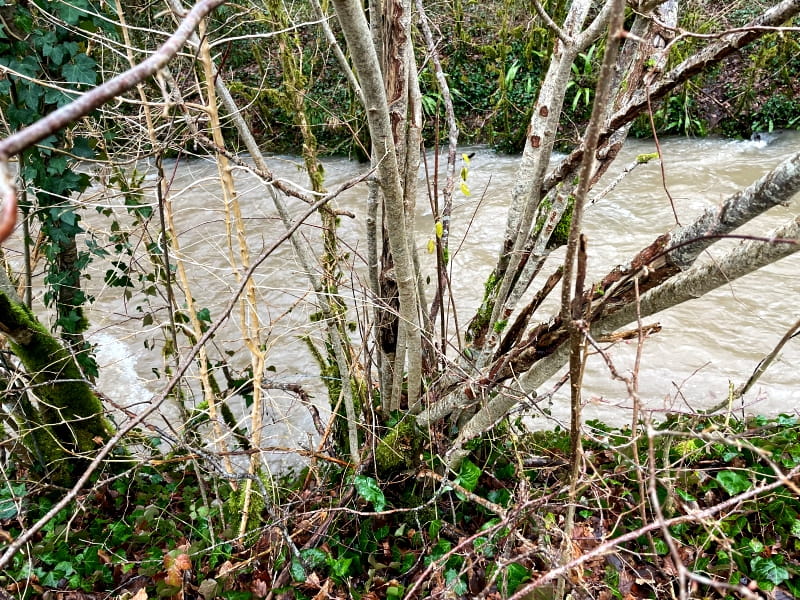 Haselstrauch-viele-Staemme-kommen-aus-dem-Boden-800