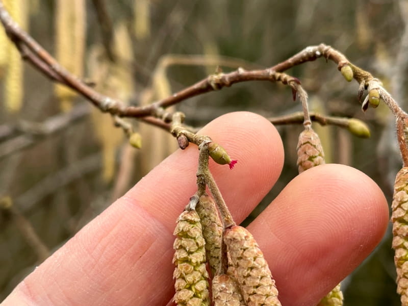 Haselstrauch-weibliche-Bluete-800