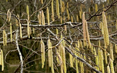 Gemeine Hasel – bringt Körper & Gefühle wieder ins Fließen bringt