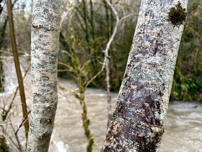 haselstrauch-rinde-800