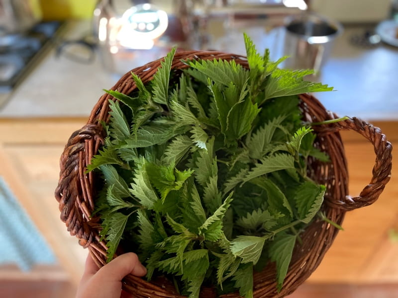 angel-juicer-kraeuter-entsaften-brennnesseln