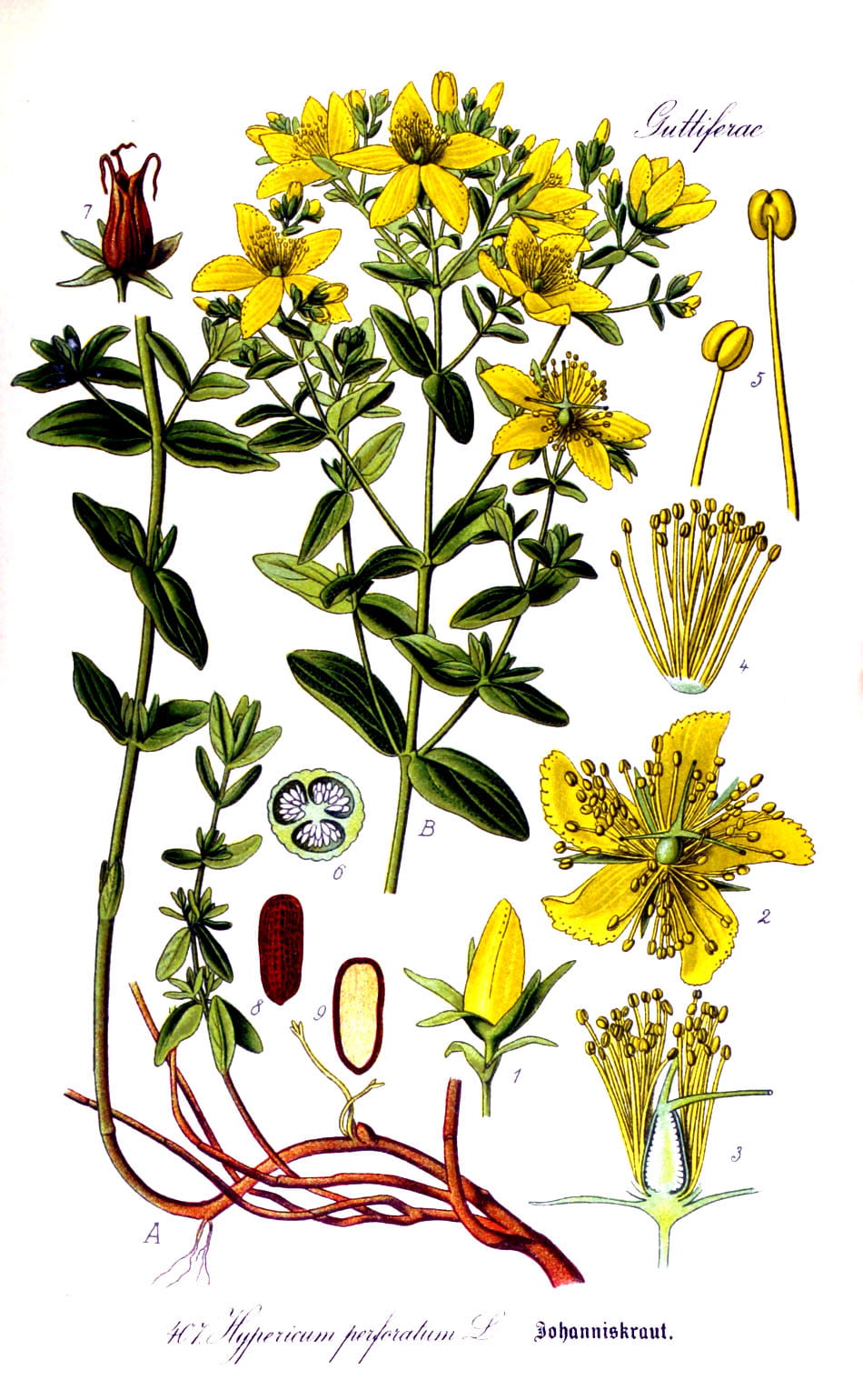 Hyperici_herba__Johanniskraut_Zeichnung-min